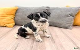Dalmatian dogs for sale: Checkers - Image 3