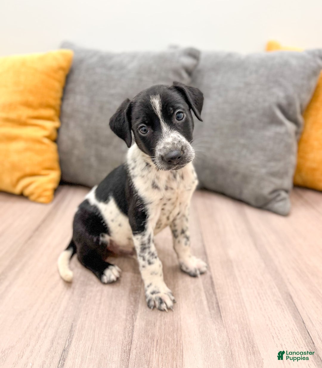 Dalmatian dogs for sale: Checkers - Image 3