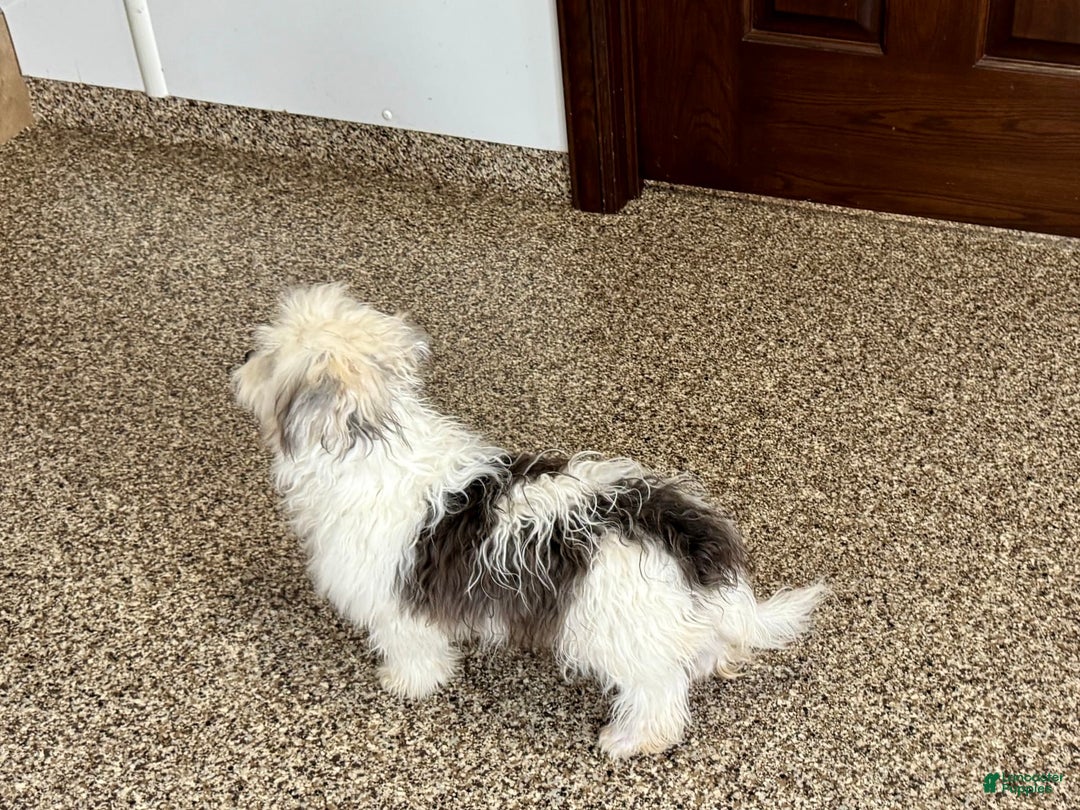 Coton De Tulear dogs for sale: Romeo - Image 7