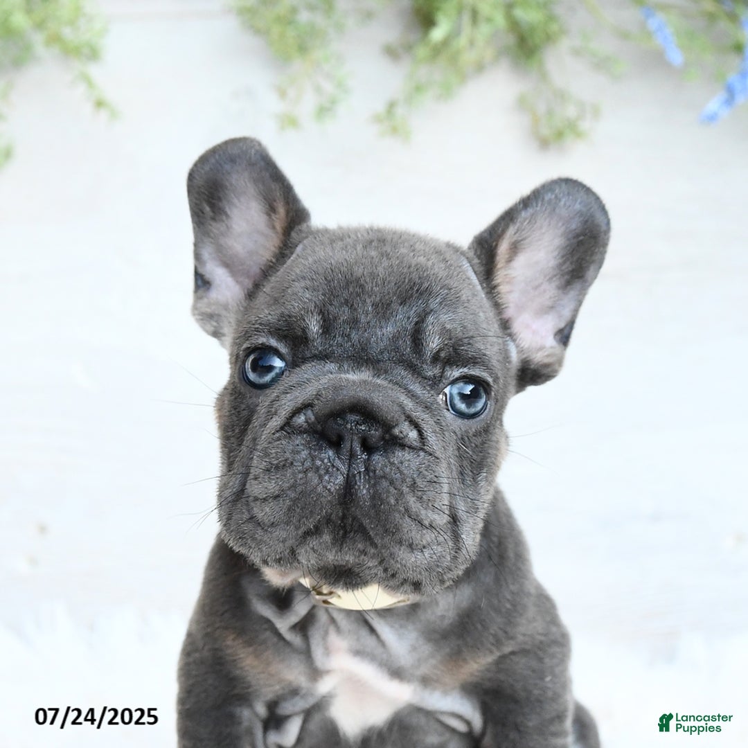 French Bulldog dogs for sale: Blazer - Image 3