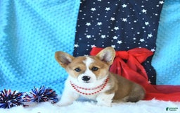 Welsh Corgi Pembroke dogs for sale: Patsy - Image 8