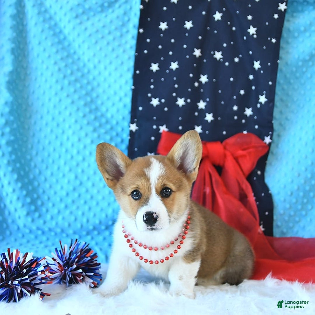 Welsh Corgi Pembroke dogs for sale: Patsy - Image 8