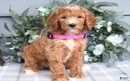 Goldendoodle dogs for sale: Addison - Image 5
