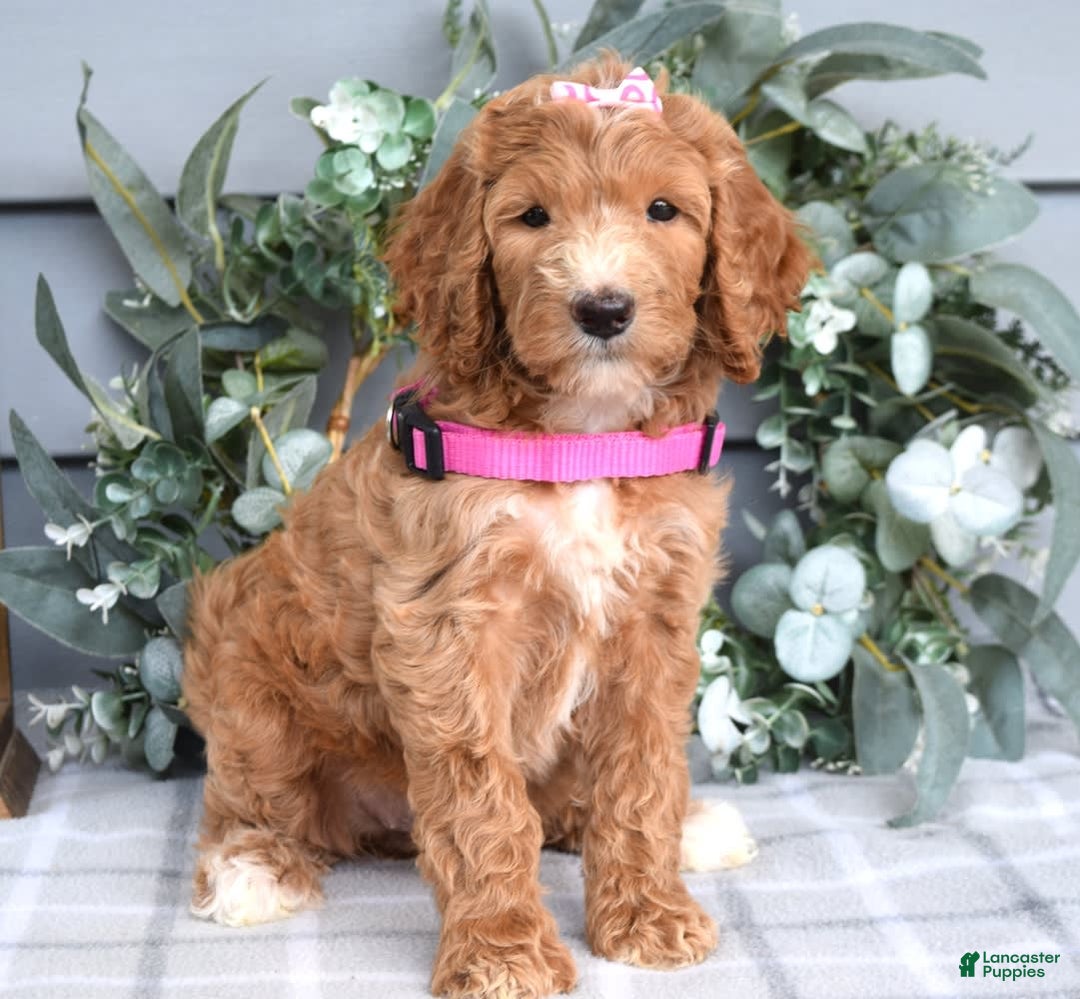 Goldendoodle dogs for sale: Addison - Image 5