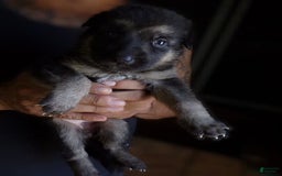 German Shepherd dogs for sale: 3 F German Shepherds - Image 2