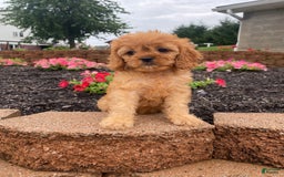 Cavapoo dogs for sale: Nellie - Image 8