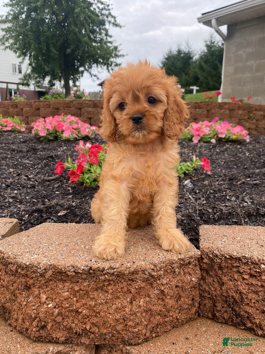 Cavapoo dogs for sale: Nellie - Image 8