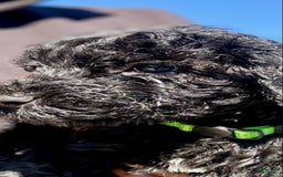 Portuguese Water Dog dogs for sale: Portuguese Water Dog 6 puppies - Image 9