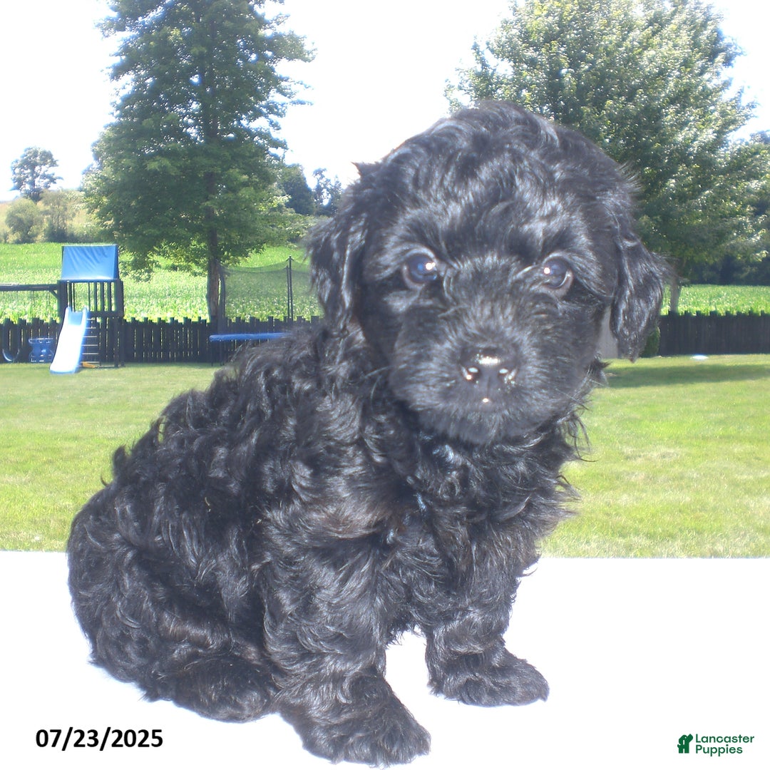 Yorkiepoo dogs for sale: Mack - Image 5