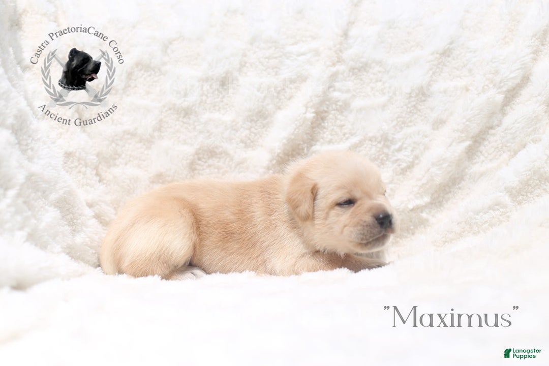Cane Corso dogs for sale: "maximus" - Image 3