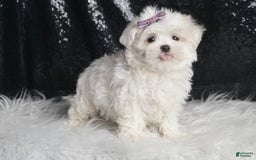 Maltese dogs for sale: Bella - Image 1
