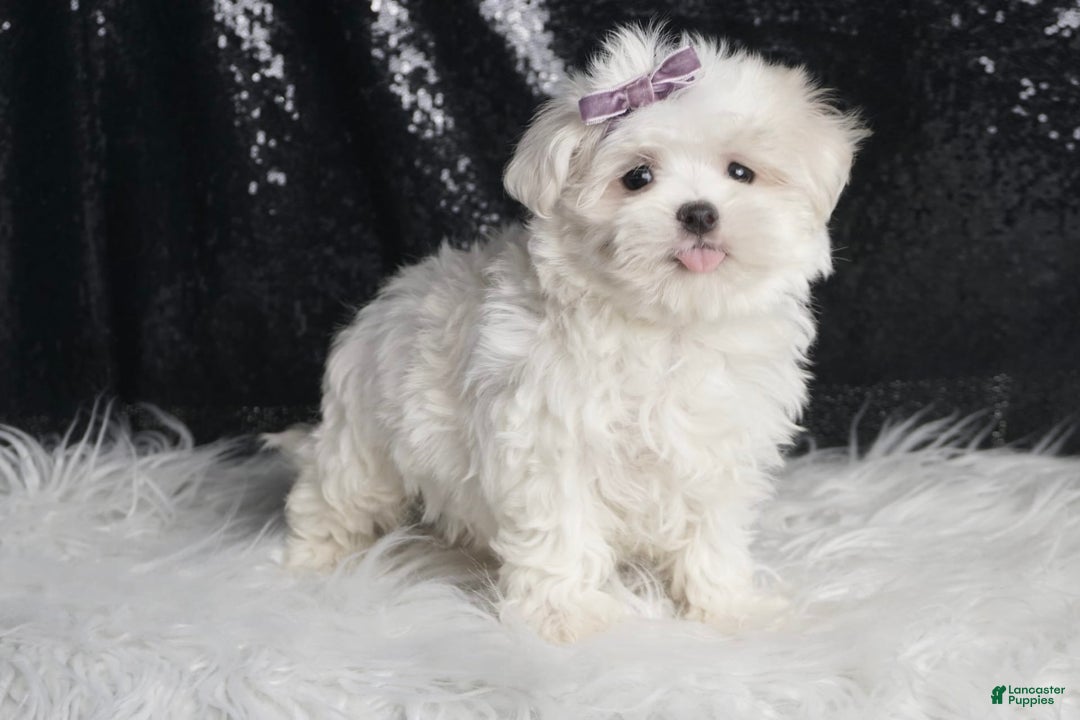 Maltese dogs for sale: Bella - Image 1