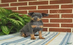 Miniature Pinscher dogs for sale: Josie - Image 6