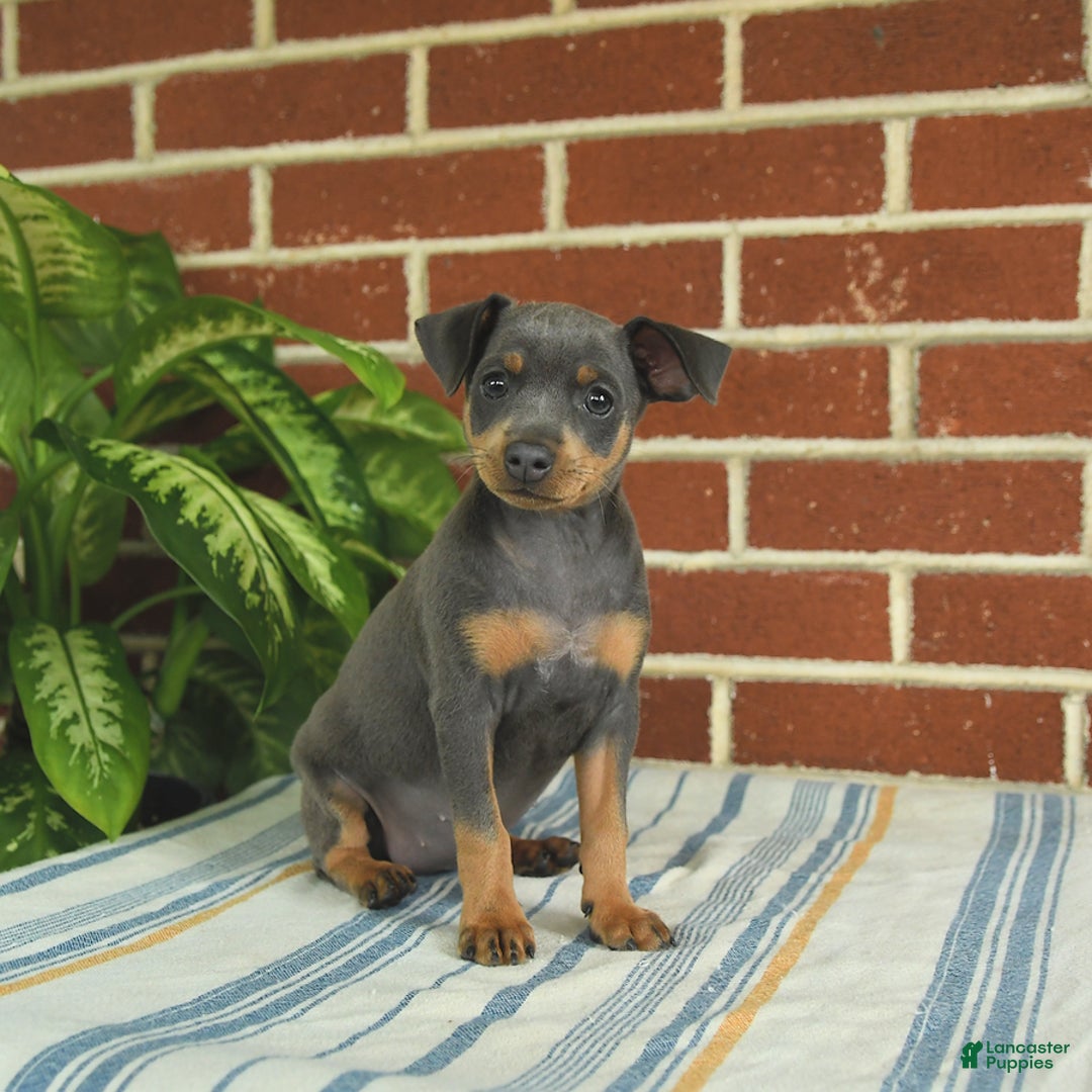 Miniature Pinscher dogs for sale: Josie - Image 6