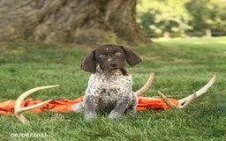 German Shorthaired Pointer dogs for sale: Barty AKC - Image 2