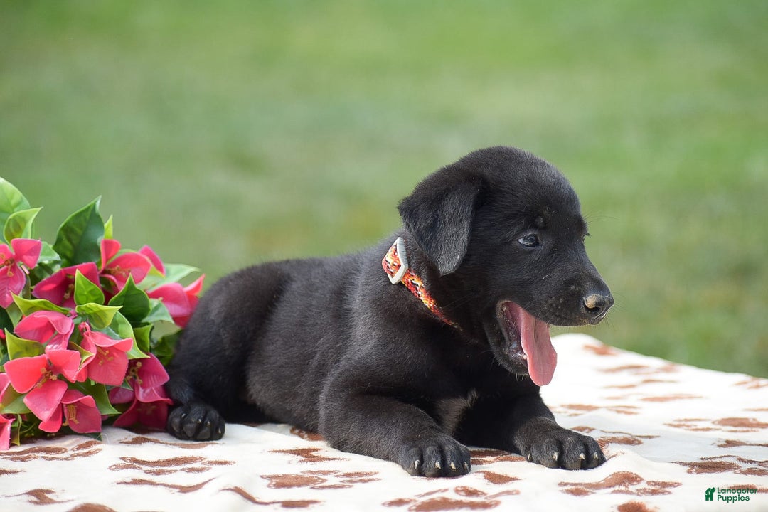 German Shepherd dogs for sale: Abby - Image 2