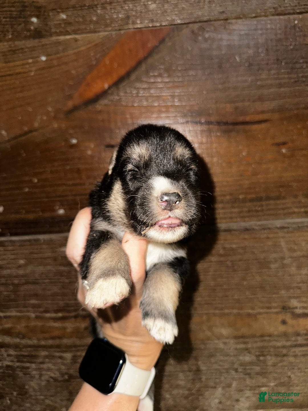 Gerberian Shepsky dogs for sale: Kaos - Image 2