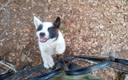 categoriesInfo:categoryAttributeOptions.pets.dogs.breed.akita dogs for sale: Mulan - Image 2