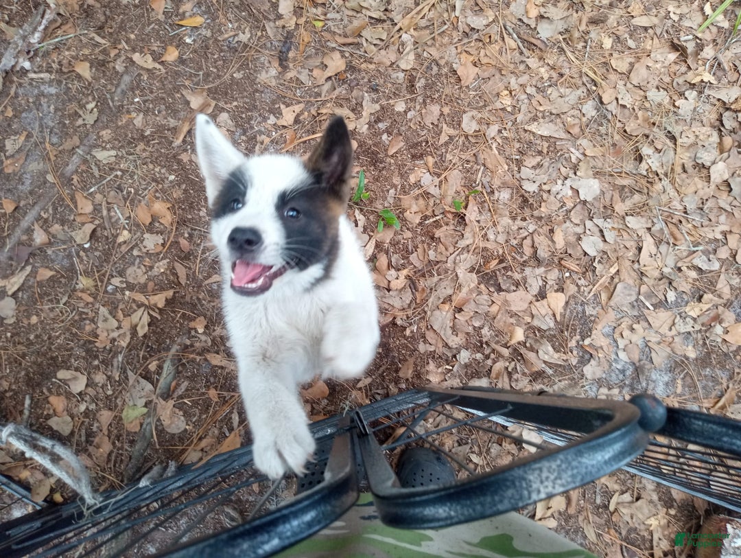 categoriesInfo:categoryAttributeOptions.pets.dogs.breed.akita dogs for sale: Mulan - Image 2