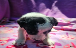 Border Collie dogs for sale: Dolly - Image 5