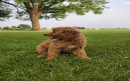 Mini Goldendoodle dogs for sale: Milo F1b - Image 28