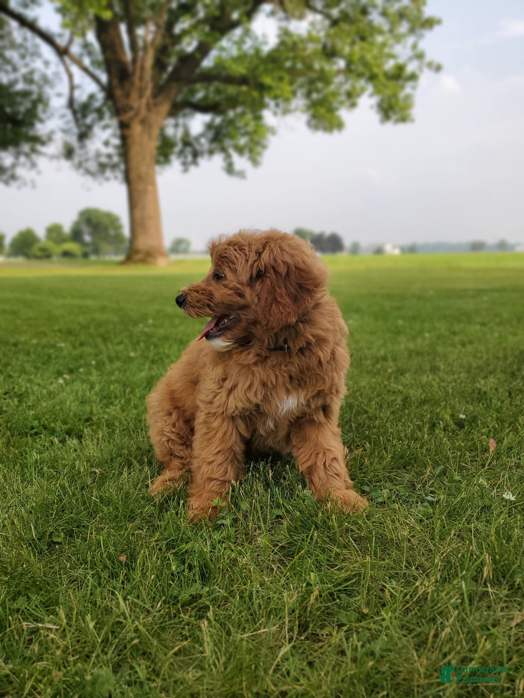 Mini Goldendoodle dogs for sale: Milo F1b - Image 28