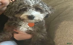 Mini Aussiedoodle dogs for sale: Cooper - Image 6