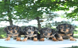 Miniature Dachshund dogs for sale: Fiona - Image 2