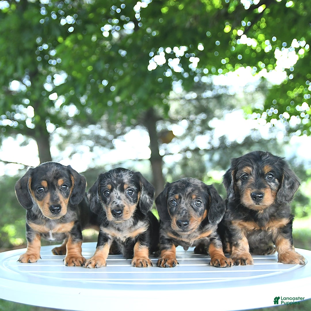 Miniature Dachshund dogs for sale: Fiona - Image 2