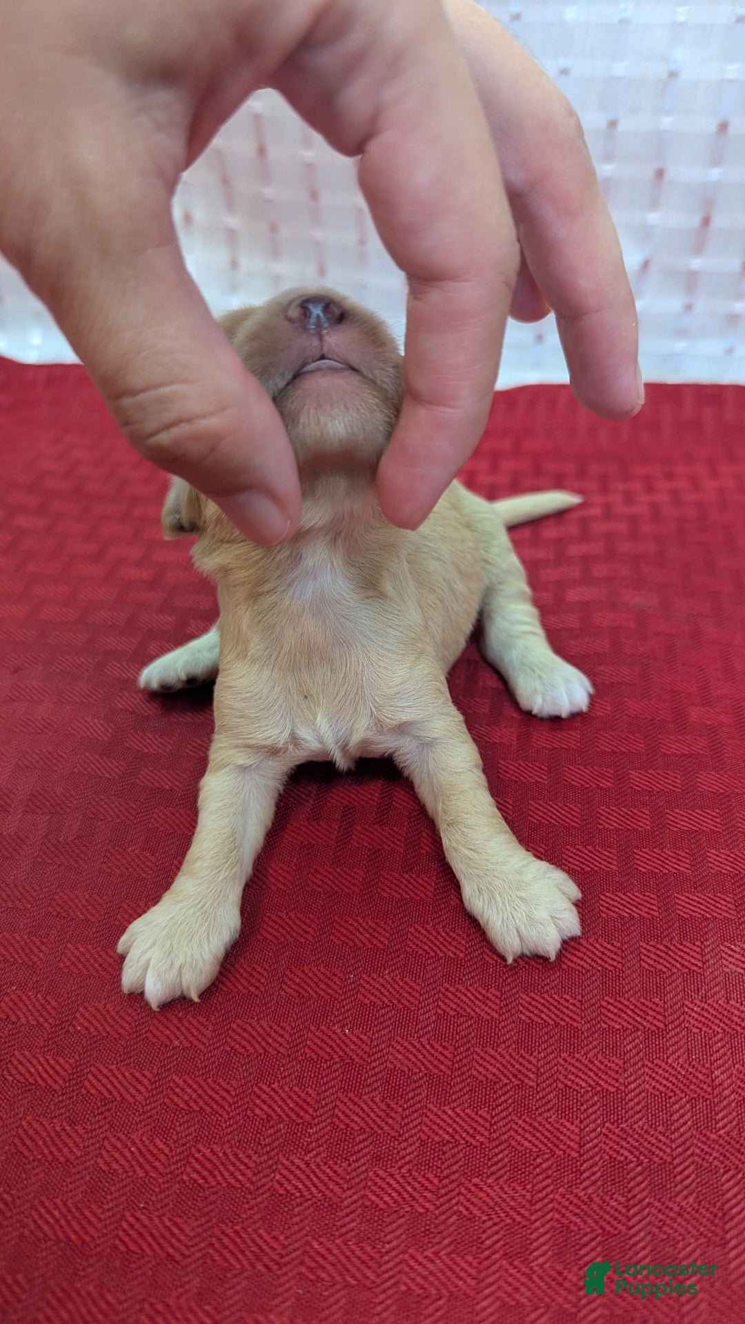 Cockapoo dogs for sale: Fishlegs - Image 13