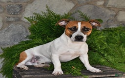 Jack Russell Terrier dogs for sale: Tucker - Image 5
