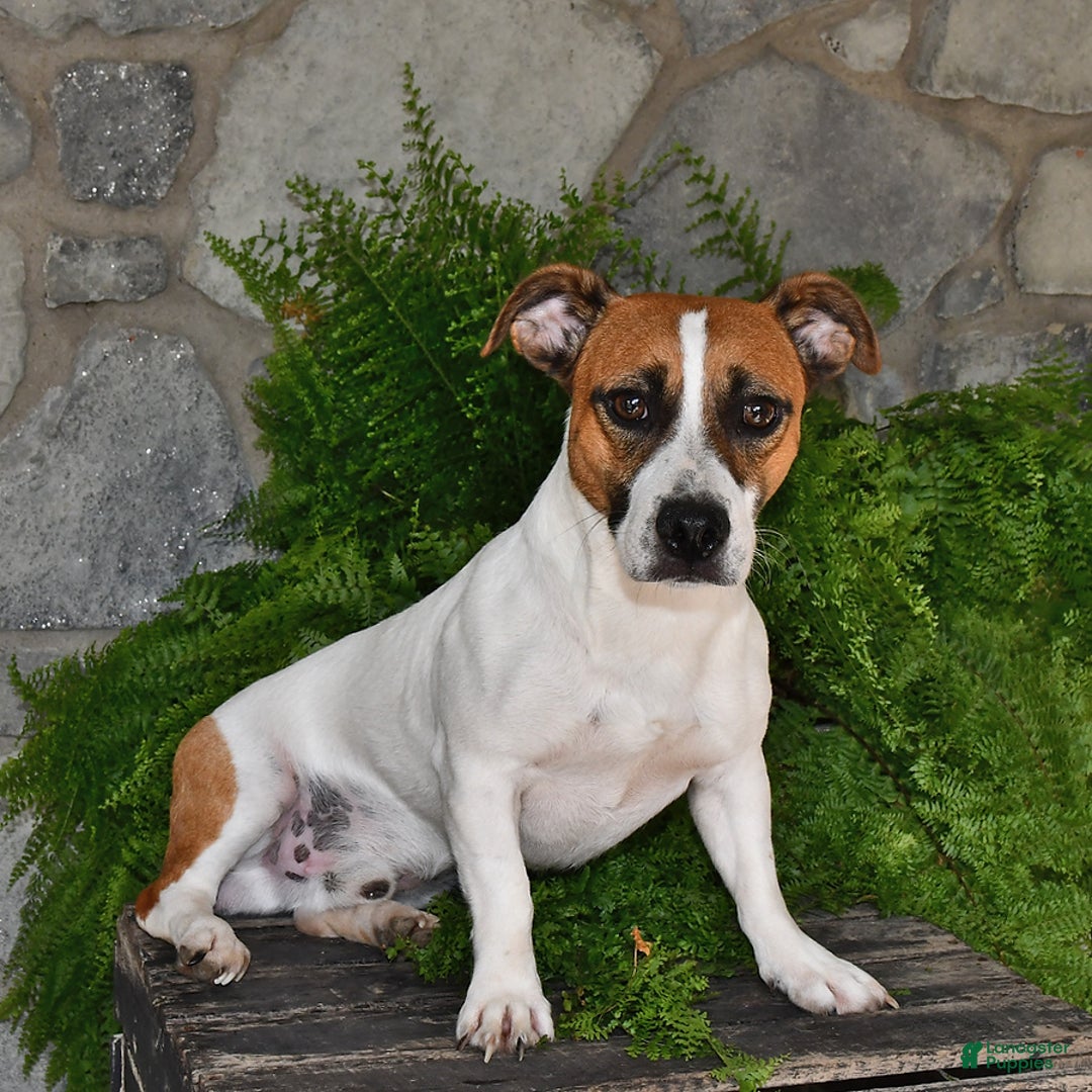 Jack Russell Terrier dogs for sale: Tucker - Image 5