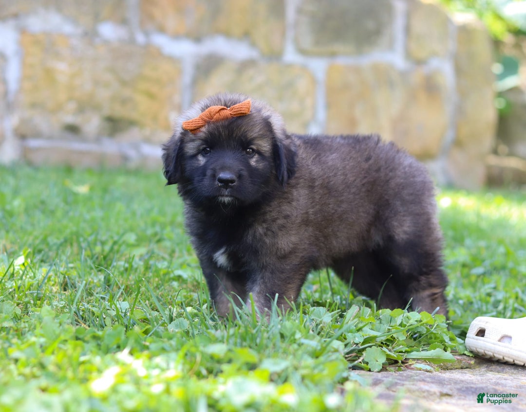 Newfoundland dogs for sale: Anya - Image 3