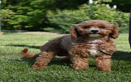 Cavapoo dogs for sale: Biscuit - Image 16