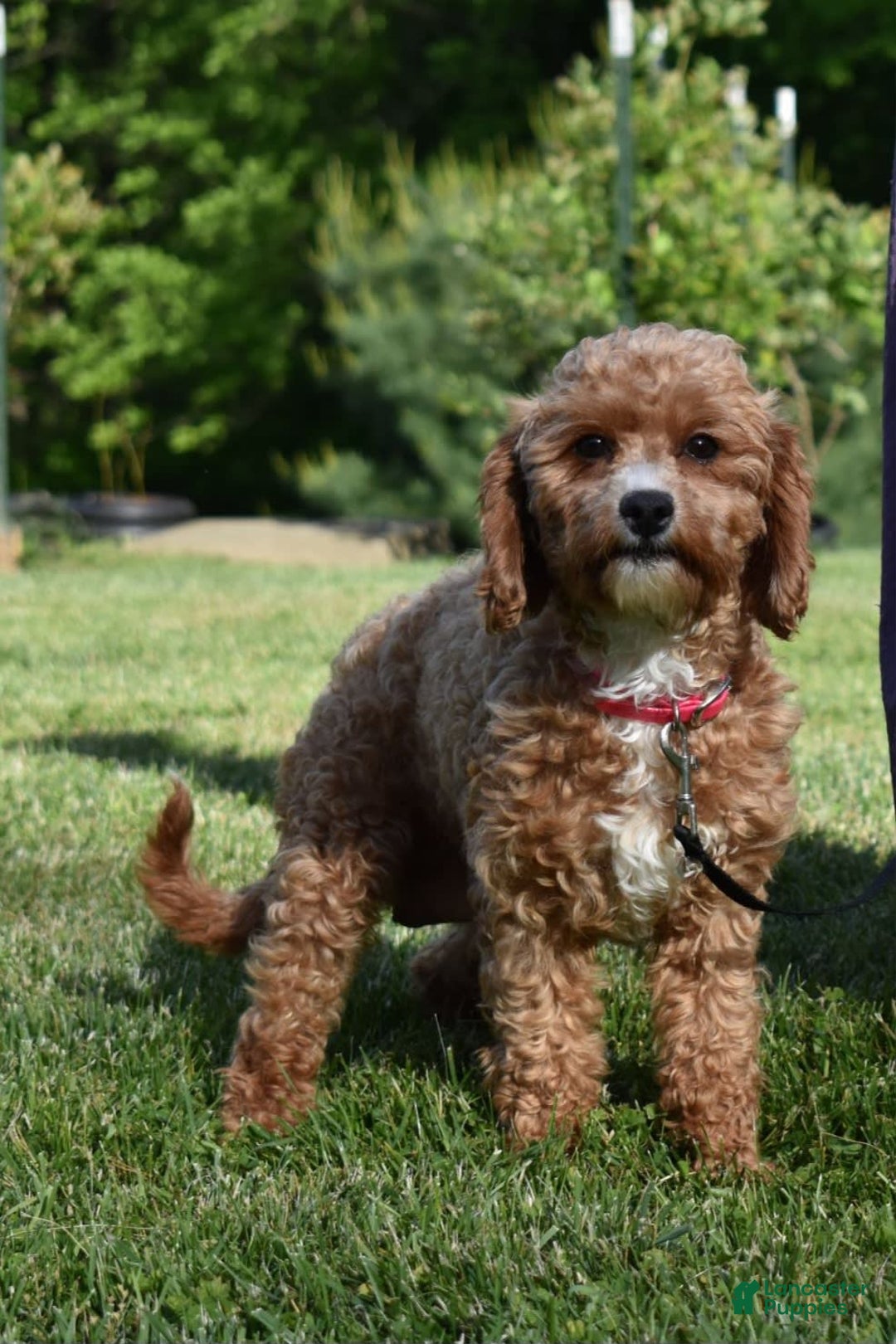 Cavapoo dogs for sale: Biscuit - Image 16