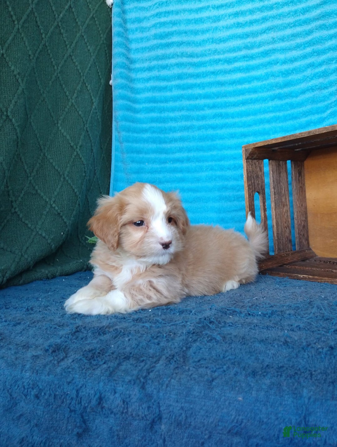 Havanese dogs for sale: Toby - Image 1