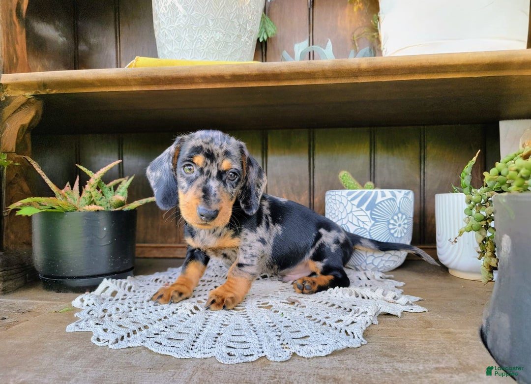 Dachshund dogs for sale: Carson - Image 7