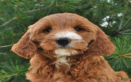 Mini Goldendoodle dogs for sale: Dixie - Image 10