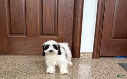Havanese dogs for sale: Katie - Image 6