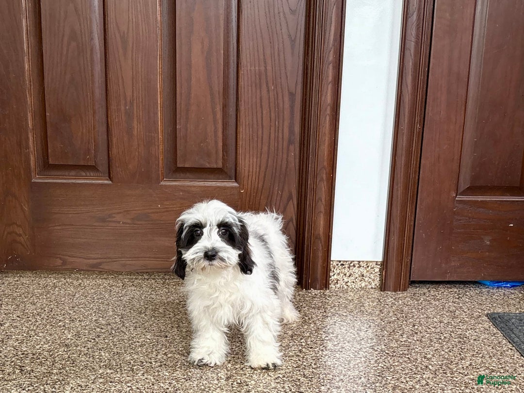 Havanese dogs for sale: Katie - Image 6