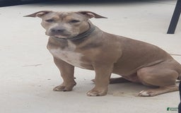 American Bully dogs for sale: Socks - Image 51
