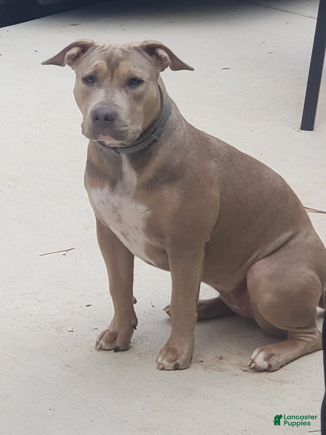 American Bully dogs for sale: Socks - Image 51