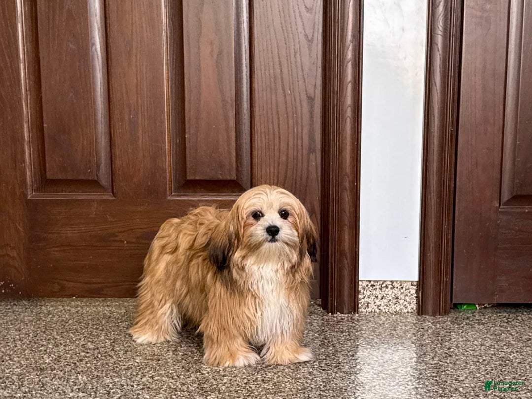 Lhasa Apso dogs for sale: Cora - Image 7