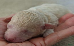 Toy Poodle dogs for sale: Chiki - Image 3