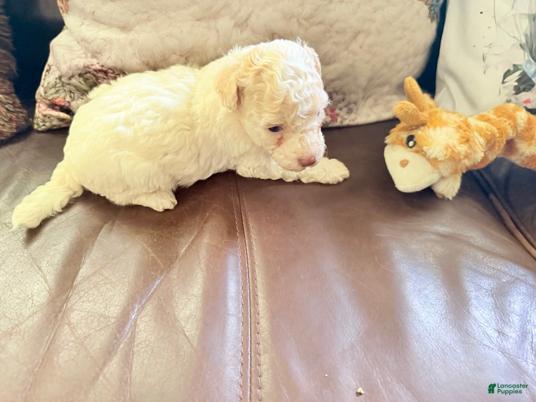 Maltipoo dogs for sale: Maisie - Image 3