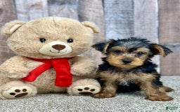 Yorkshire Terrier dogs for sale: Cheddar - Image 3