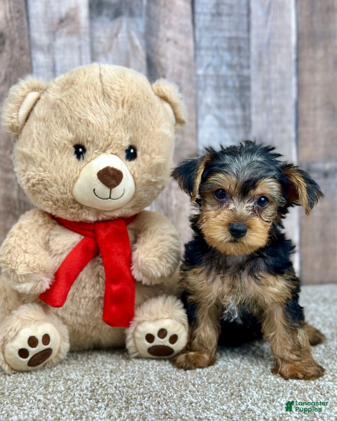Yorkshire Terrier dogs for sale: Cheddar - Image 3