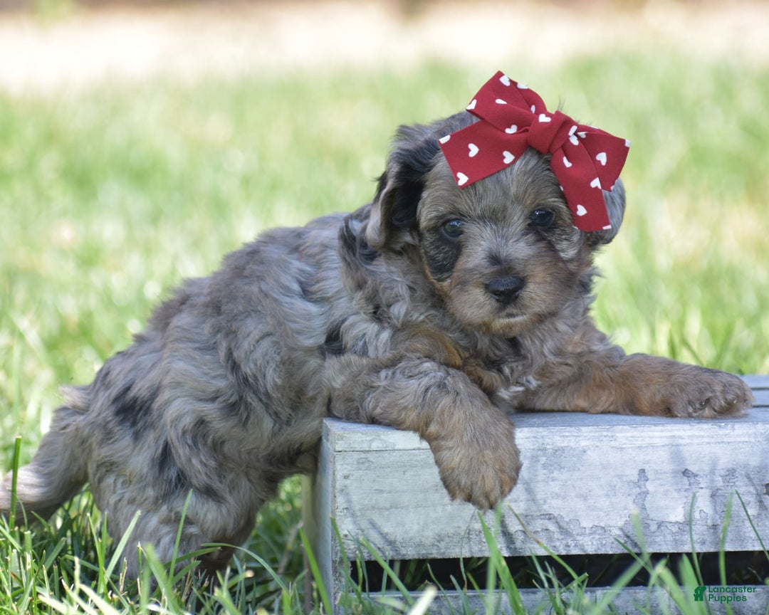 Yorkiepoo dogs for sale: Pluto - Image 12