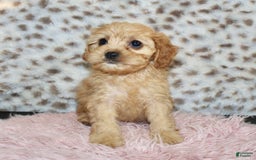 Cavapoo dogs for sale: Cavapoo 7 puppies - Image 19