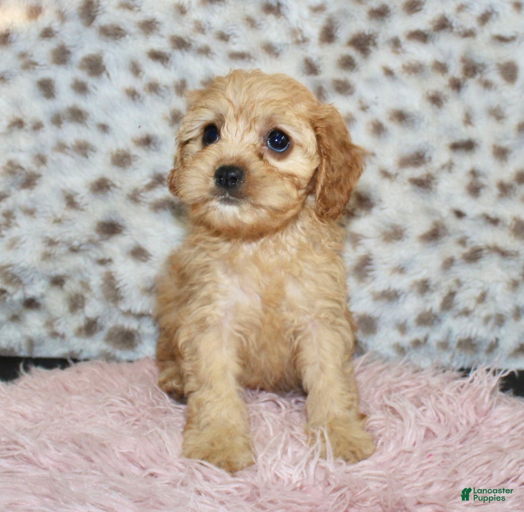 Cavapoo dogs for sale: Cavapoo 7 puppies - Image 19